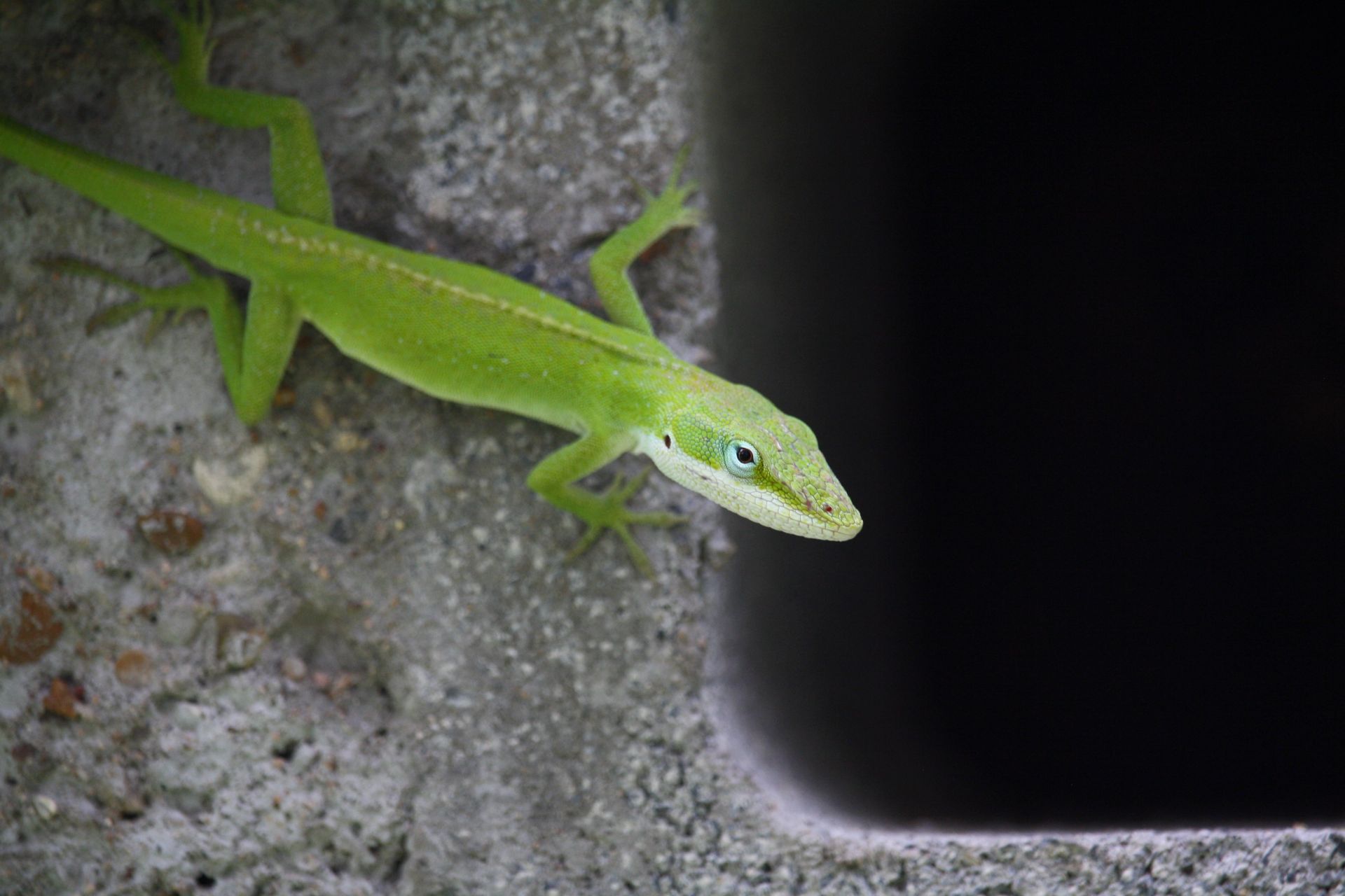 green anole on stone